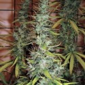 Skunk N°1 Regular - Spliff Seeds