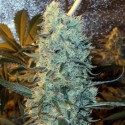 Power Plant Regular - Spliff Seeds