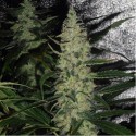 Super Skunk Regular - Spliff Seeds