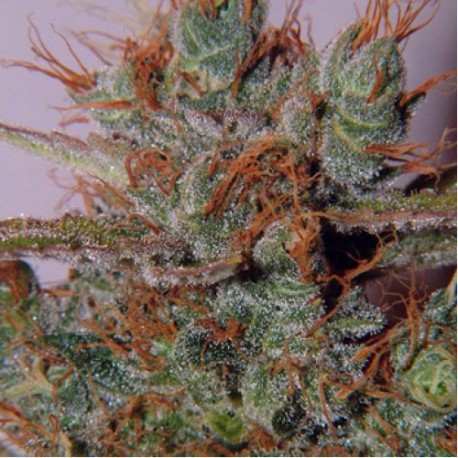 La célèbre White Widow une des plus célèbres variétés de cannabis