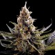 24K Gold - DNA Genetics