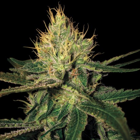 Cannalope Haze graines féminisées de DNA Genetics