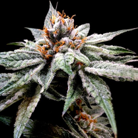 Graines de cannabis DJ'S Gold de DNA Genetics