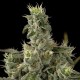 Martian Mean Green - DNA Genetics