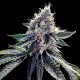 Sour Kosher graines féminisées de cannabis par DNA Genetics