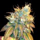 Sour Kosher - DNA Genetics