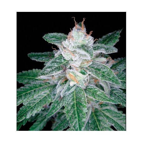 Sour Secret - DNA Genetics