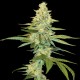 Cannalope Kush graines féminisées de DNA Genetics