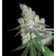 Cannalope Kush - DNA Genetics