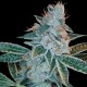 LA Woman - DNA Genetics