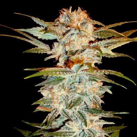 Graines de Stacked Kush de DNA Genetics