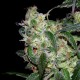 Kushberry - DNA Genetics