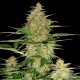 60 Days Wonder graines de cannabis à auto floraison