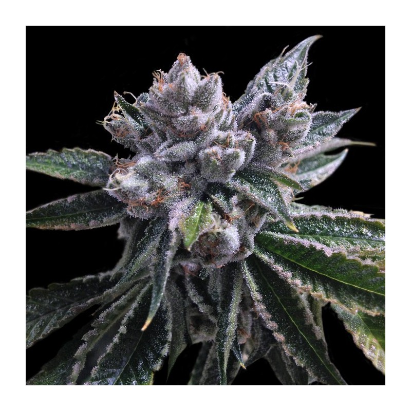 canna shops