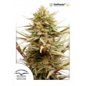 ComPassion - Dutch Passion