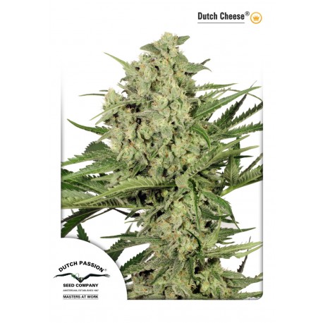 Dutch Cheese - Dutch Passion