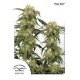 Pamir Gold - Dutch Passion