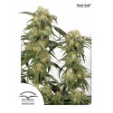 Pamir Gold - Dutch Passion
