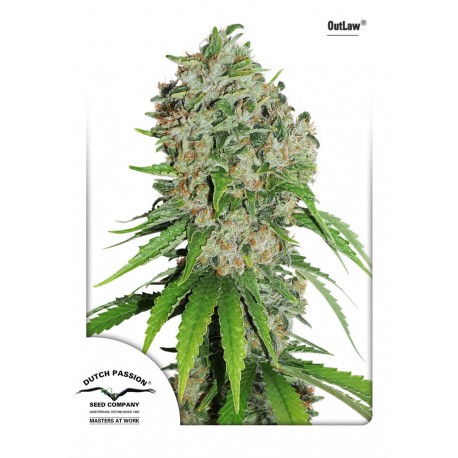White Widow - Dutch Passion
