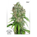Outlaw - Dutch Passion