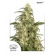 Outlaw - Dutch Passion