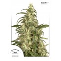 Skunk N°11 - Dutch Passion