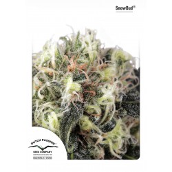 Snowbud - Dutch Passion