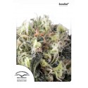 Snowbud - Dutch Passion