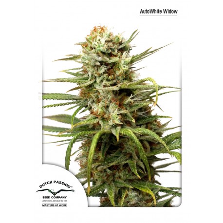 Graines de White Widow autofloraison par Dutch Passion