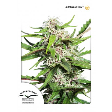 Auto Colorado Cookies - Dutch Passion
