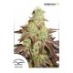 Auto Mazar - Dutch Passion