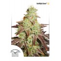 Auto Night Queen - Dutch Passion