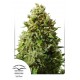 Auto Night Queen - Dutch Passion