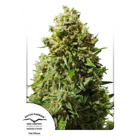 Auto Night Queen - Dutch Passion