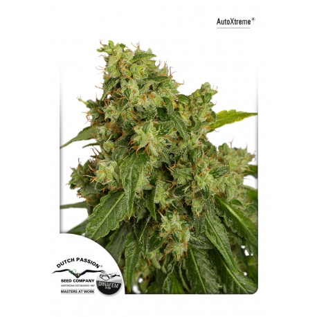 Auto Euforia - Dutch Passion