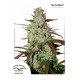 Graines de cannabis Blue Auto Mazar de Dutch Passion