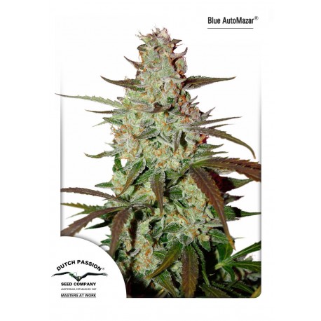 Graines de cannabis Blue Auto Mazar de Dutch Passion