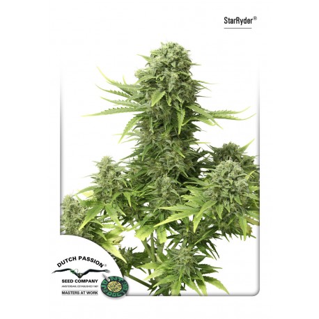 Vente de graines de Star Ryder Auto de Dutch Passion