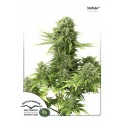 Star Ryder Auto - Dutch Passion