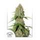 Auto Brooklyn Sunrise - Dutch Passion