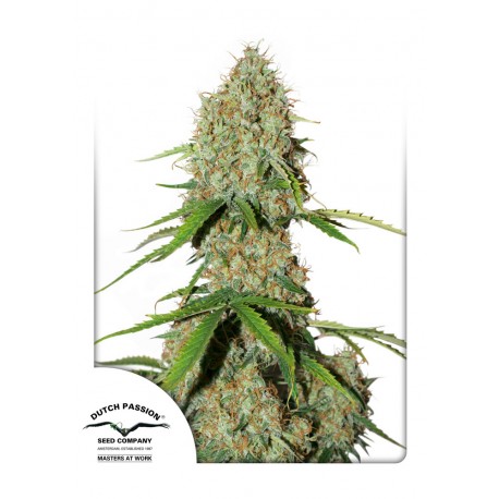 Auto Brooklyn Sunrise - Dutch Passion