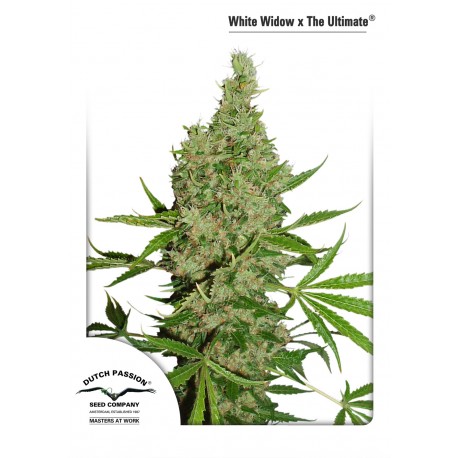 Graines régulières de White Widow x The Ultimate par Dutch Passion