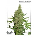 White Widow x The Ultimate Regulares - Dutch Passion