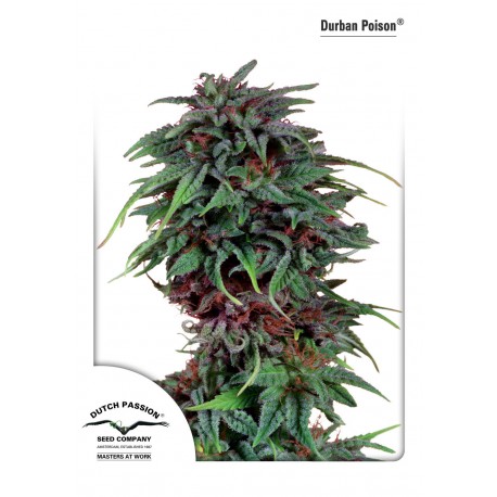 Graines régulières de Durban Poison par Dutch Passion