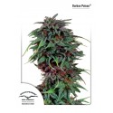 Durban Poison Regulars - Dutch Passion