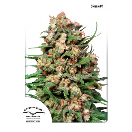 Skunk N°1 Regular - Dutch Passion