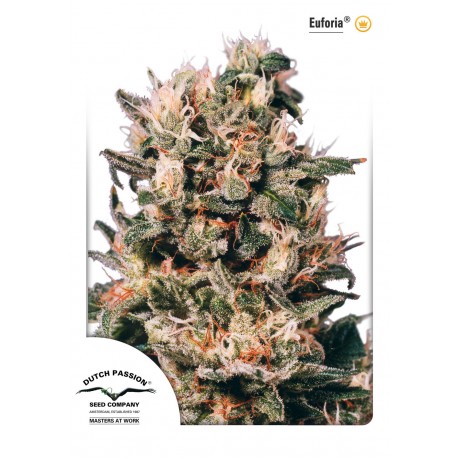 Euforia Regulares - Dutch Passion Euforia Regulares - Dutch Passion