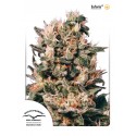 Euforia Regular - Dutch Passion