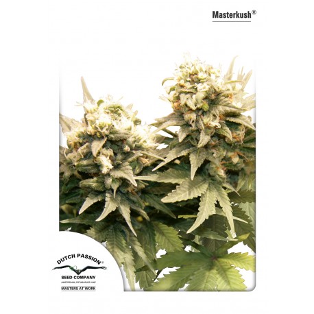 Graines de Masterkush Regular par Dutch Passion