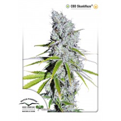 CBD SkunkHaze - Dutch Passion